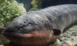 电鳗最新爆料图片高清,揭秘神秘生物的神秘面纱